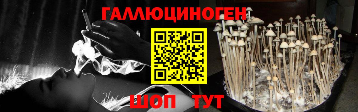 Псилоцибиновые грибы Cubensis  Вход с VPN  Нижний Новгород 